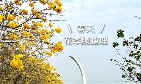 現在開花的樹|2024台灣3、4月花季總整理｜粉、紫、黃、白接力綻 